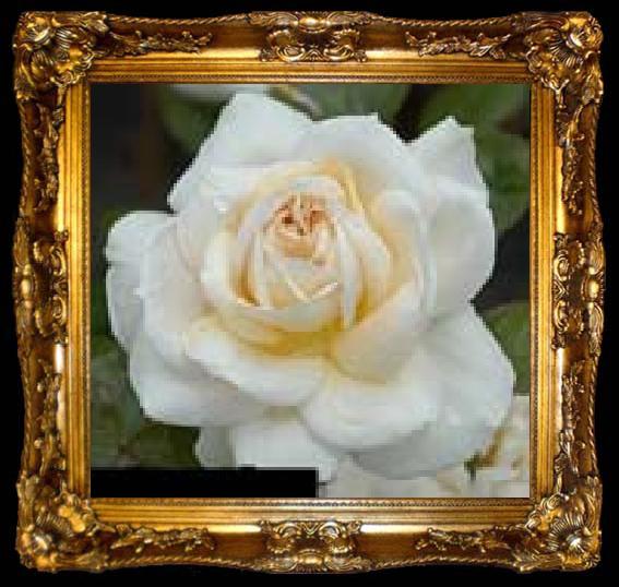 framed  unknow artist White Realistic Rose, ta009-2